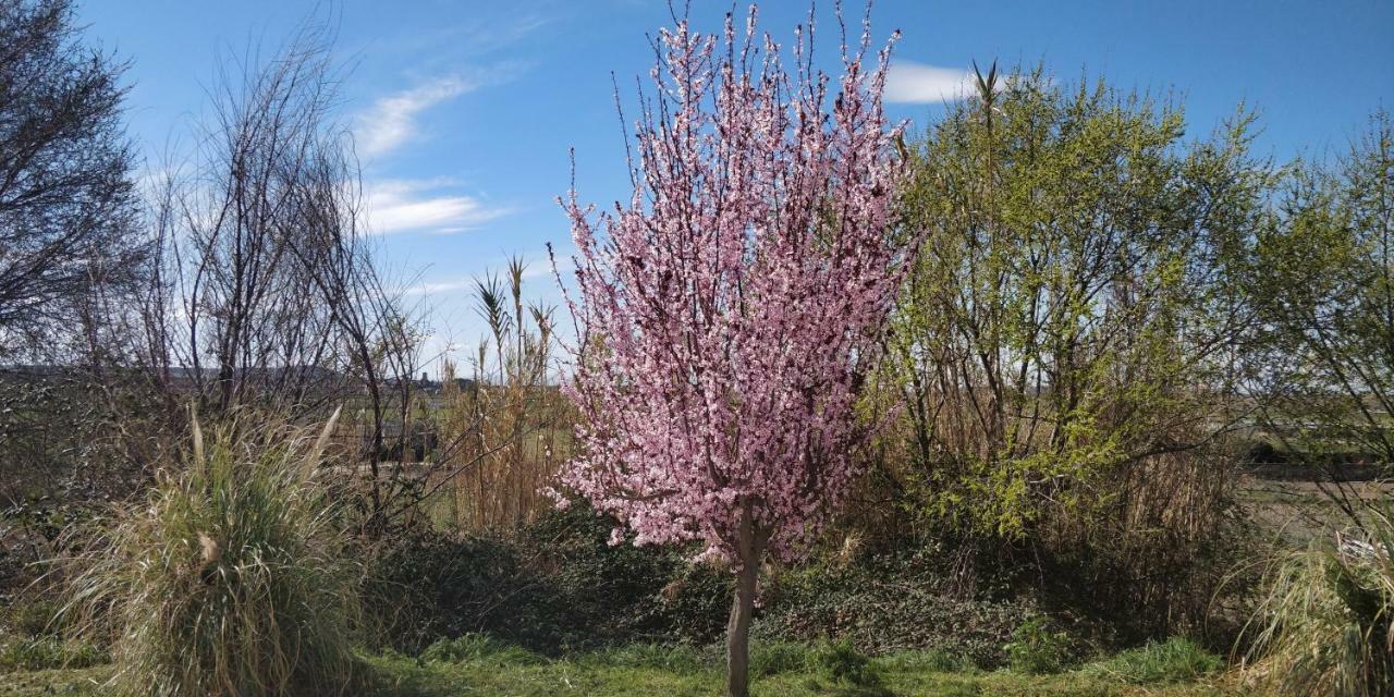 CarcastilloLa Mimosa别墅 外观 照片